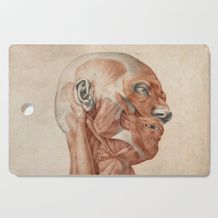 ecorche figure drawing