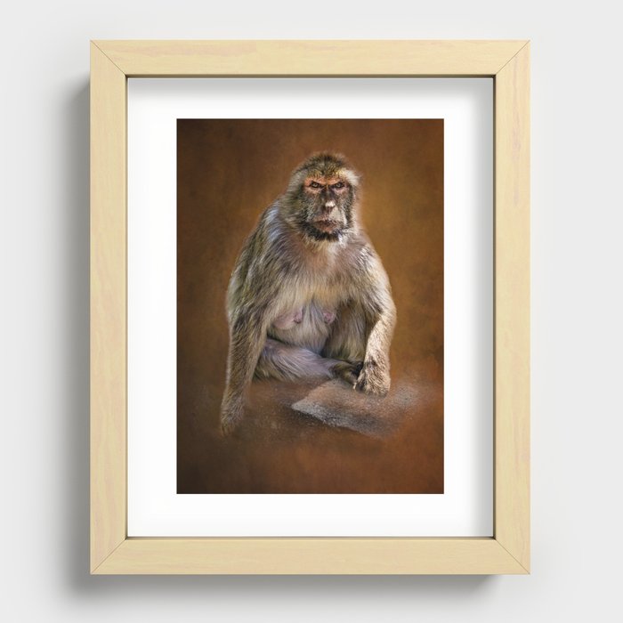 0000327 Barbary Macaque Gibraltar wih Textured Background 3035 Recessed Framed Print