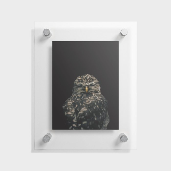 Owl Floating Acrylic Print