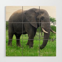 South Africa Photography - An Elephant On The Green Grassy Field Wood Wall Art