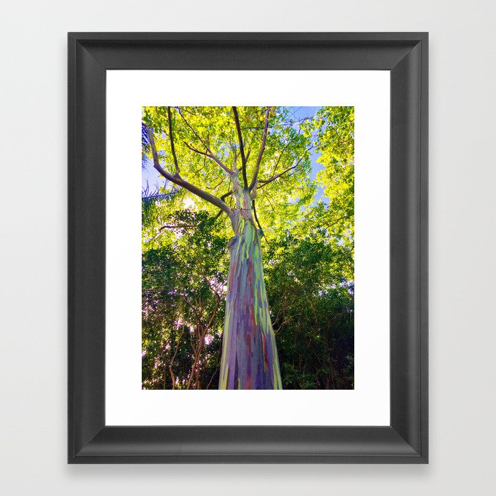 Rainbow Eucalyptus Trees Framed Art Print