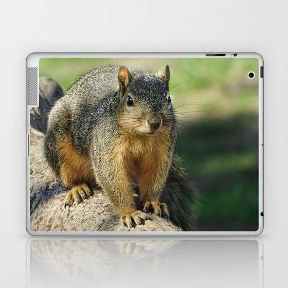 Squirrel at the Park Laptop & iPad Skin