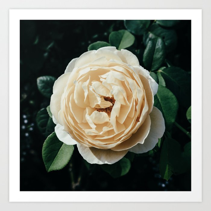 Cream Rose Art Print