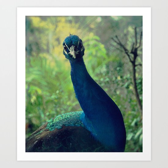 Roman Peacock Art Print