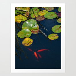 Red Koi Fish in Lily Pad Pond Art Print