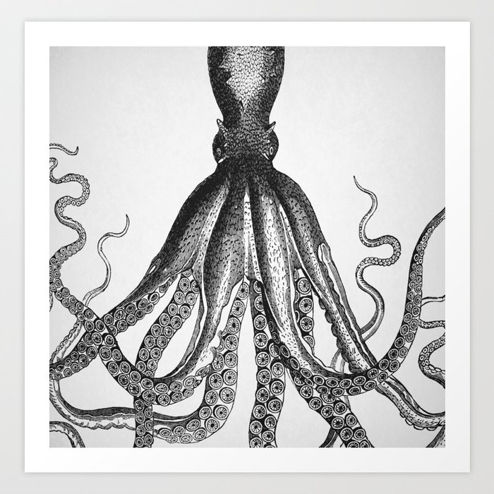 vintage giant octopus drawing