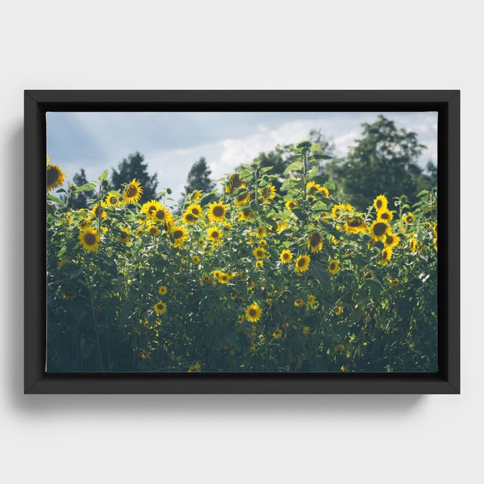 Sunflowers Framed Canvas