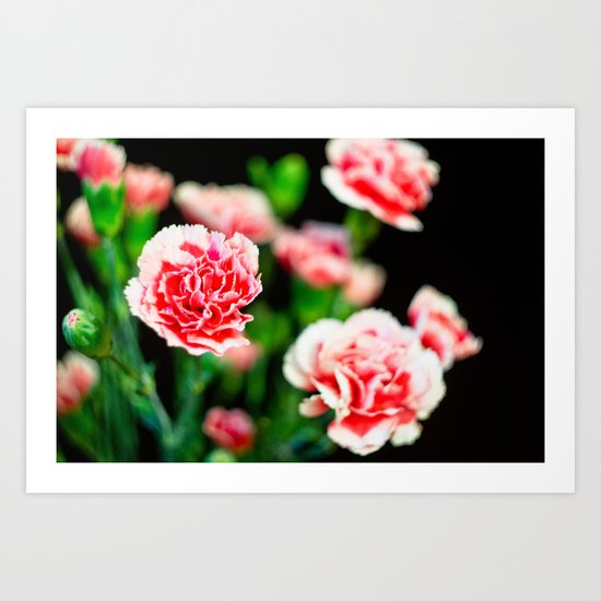Carnation III Art Print