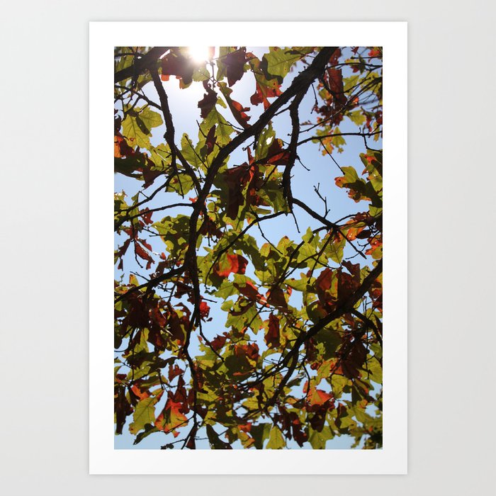 Leaves in the Fall Art Print