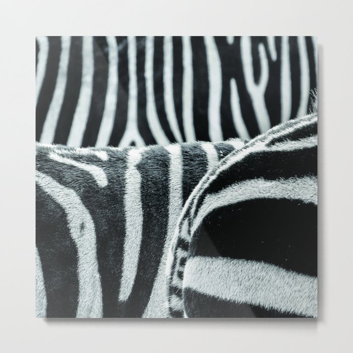 zebra 2 Metal Print