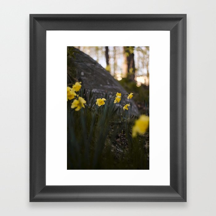 daffodils Framed Art Print