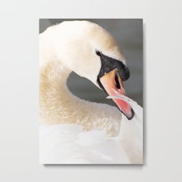 Portrait of Swan Metal Print | Swanportrait, Elegance, Lake, Cardwithswan, Closeup, Beauty, Beak, Beautiful, Birds, Swan 