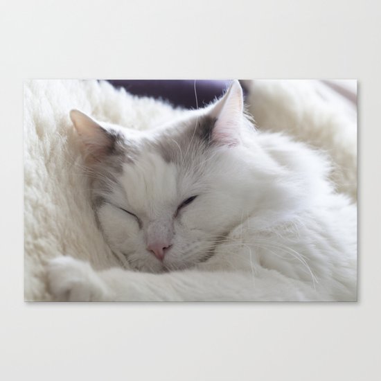 Ragdoll Cat Cuddles Canvas Print