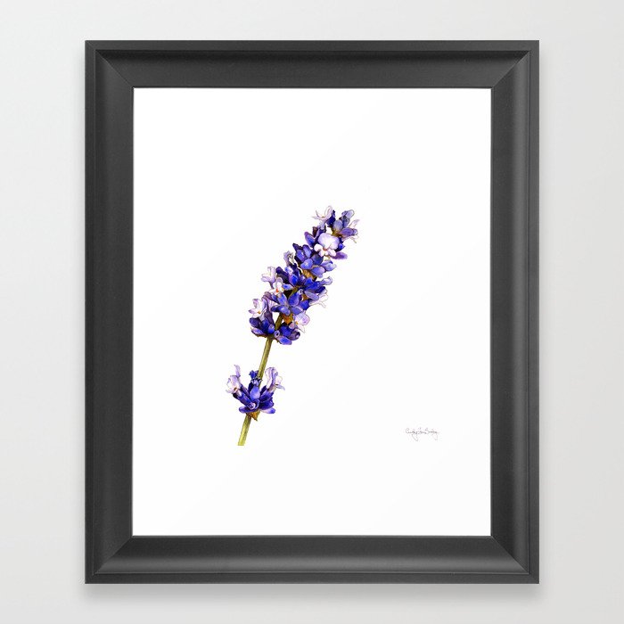Mediterranean Lavender on White Framed Art Print