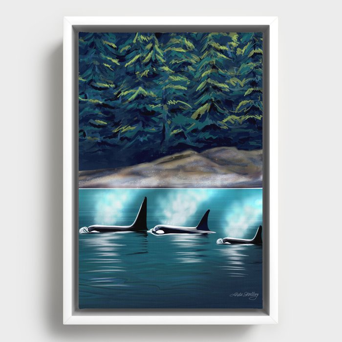 Orcas in the wild Framed Canvas