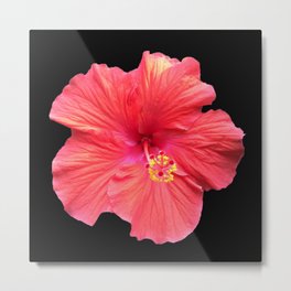 Pink and Red Hibiscus Flower 997 Metal Print | Digital, Flower, Decor, Red, Yellow, Photo, Design, Garden, Pink, Contemporary 