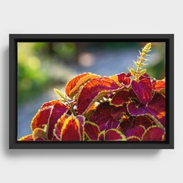 Red Leaves In Sunlight Macro Photography Framed Canvas
