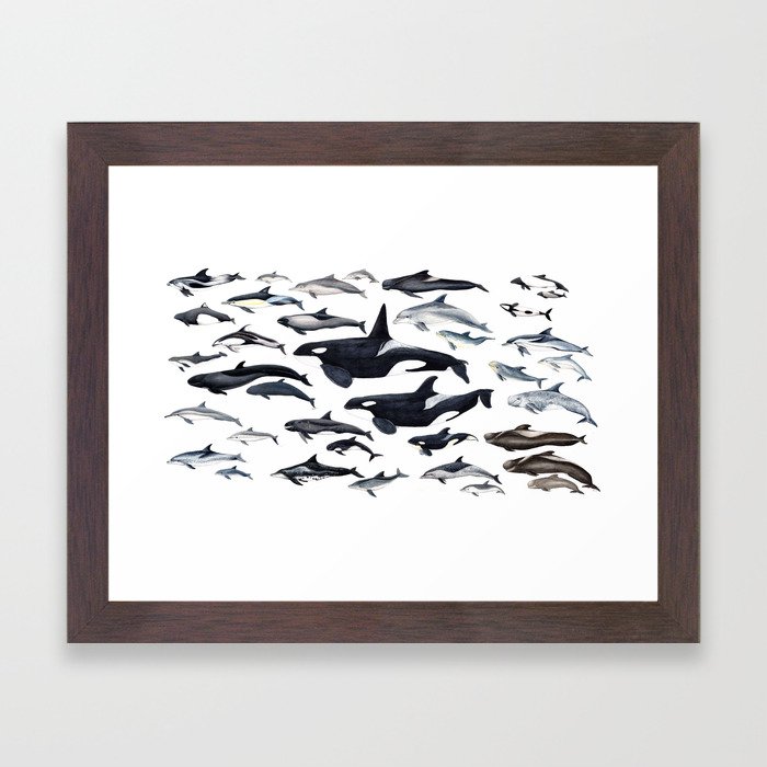 Dolphin diversity Framed Art Print