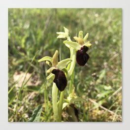 Rare Orchid Native Canvas Print