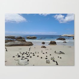 Penguins at boulders Beach cape Town  Canvas Print