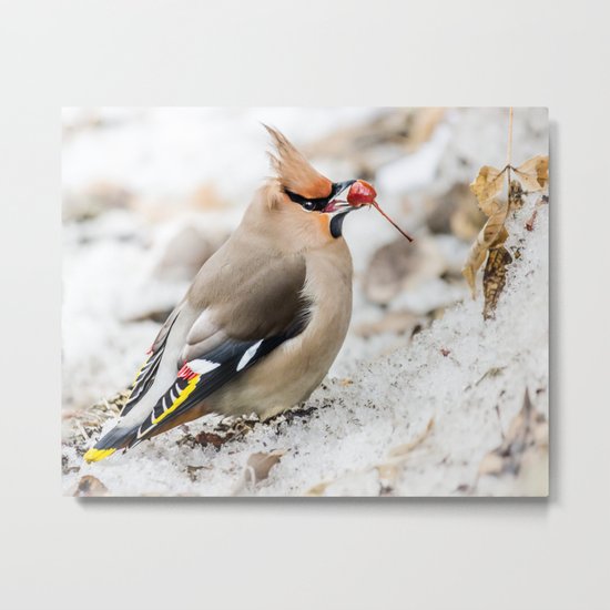 Bohemian waxwing Metal Print