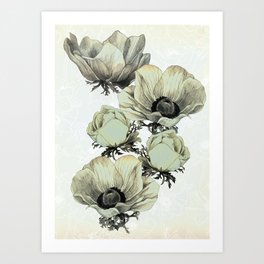 anemone flowers (white background) Art Print