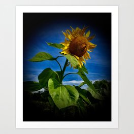 Sunflower Season Art Print