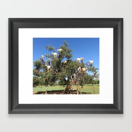 Goats in a tree Framed Art Print