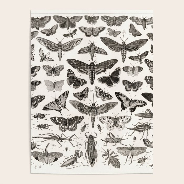 1850 Diagram Zoology Animals including Insects. Poster by ginneko
