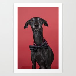 Italian Greyhound Art Prints For Any Decor Style Society6