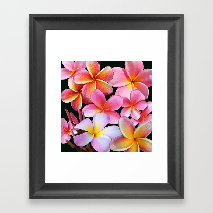 Pink Plumerias Framed Art Print