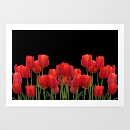 Red tulips on black background #society6 #tulips Art Print