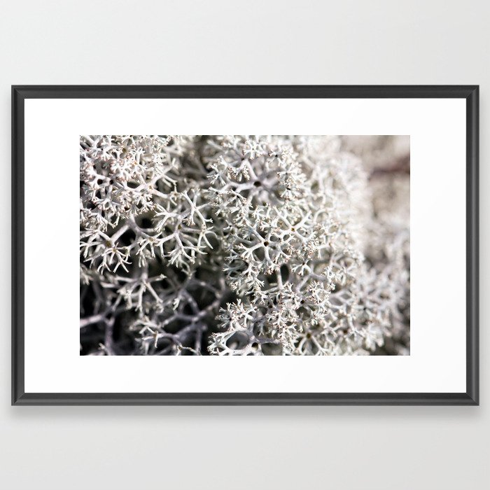Cladonia Stellaris Lichen Framed Art Print