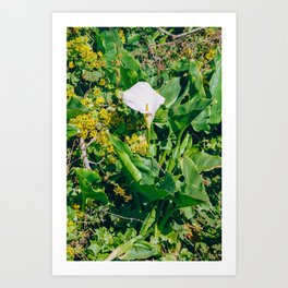 Big Sur California | Lily Flower | Film Photography | Pacific Coast Floral Art Print