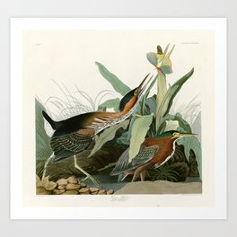 Green Heron - John James Audubon Birds of America Art Print
