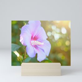 Summertime Pink Hibiscus Flower | Color | Nature Photography | Fine Art Photo Print Mini Art Print