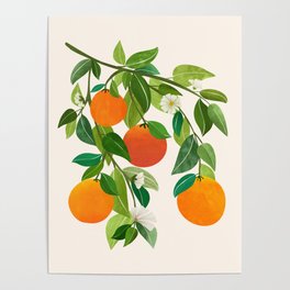 Oranges and Blossoms Tropical Fruit Painting Poster