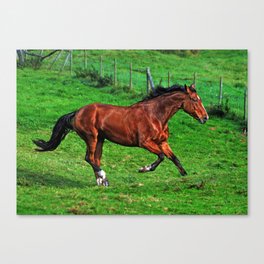 Running horse Canvas Print