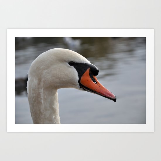 Swan portrait Art Print