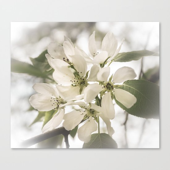 Apple blossoms Canvas Print