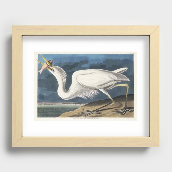 Great White Heron from Birds of America (1827) by John James Audubon  Recessed Framed Print