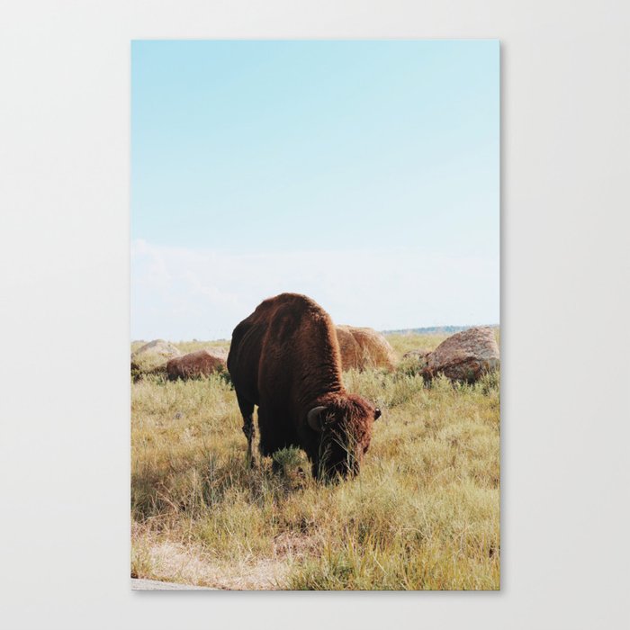 American Buffalo Canvas Print