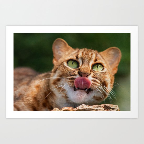 RUSTY SPOTTED CAT LICK Art Print