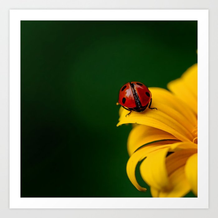 Spring Photography - Ladybug On A Yellow Flower Art Print
