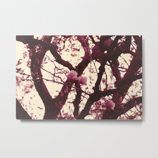 pink magnolias Metal Print