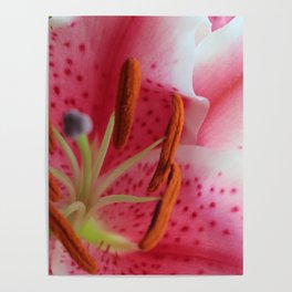 Full Bloom (Zoomed in Photograph of Stargazer Lily)  Poster