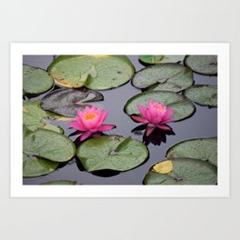 OH Water Lilies Art Print | Holdenarboretum, Digital, Lily, Color, Waterlily, Water, Ohio, Cleveland, Photograph, Photo 