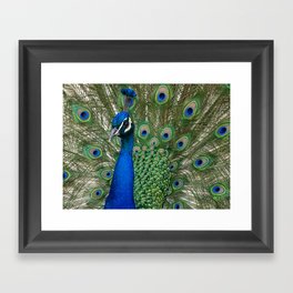 Peacock Spreads Its Feathers Framed Art Print