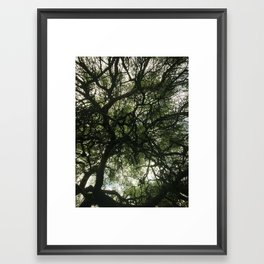 Under the tree canopy - Nature Photography - Art Print Framed Art Print