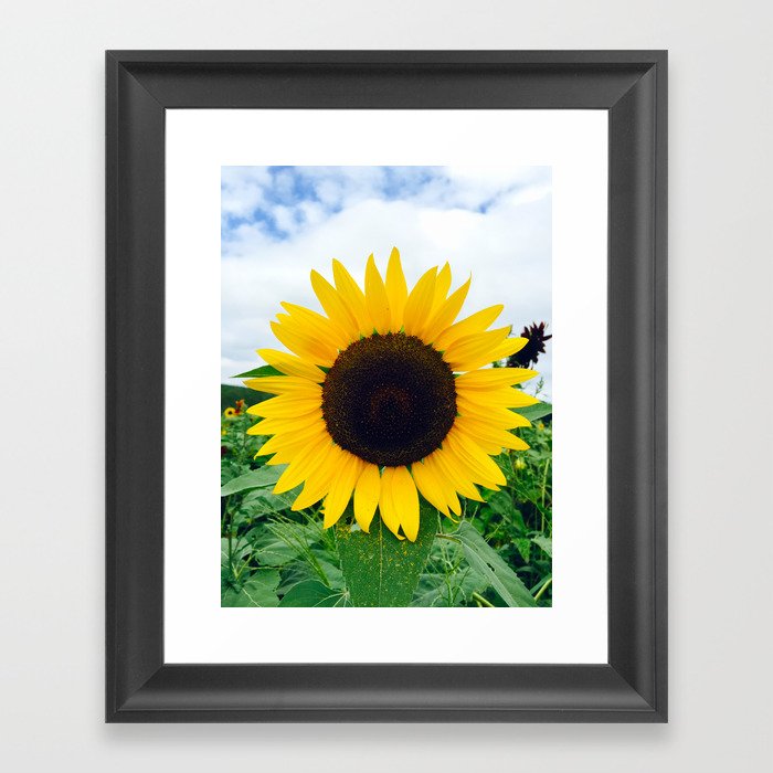 Sunflower - Yellow Framed Art Print